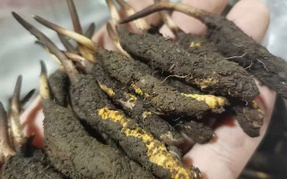 鮮冬蟲夏草急凍能放多久？科學保存全解析