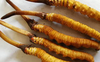 鮮冬蟲夏草常溫能放多久？一文讀懂保存秘籍