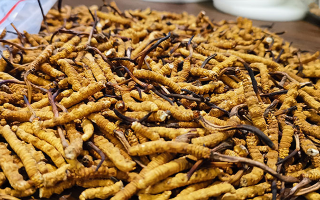 冬蟲夏草品質(zhì)價(jià)位表大全，一文掌握行情