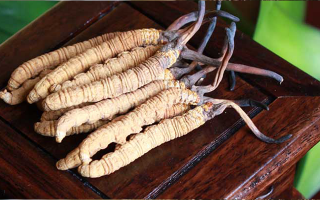 女孩家種冬蟲(chóng)夏草好嗎？深度剖析種植可行性