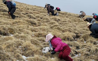 揭秘冬蟲夏草的黃金采摘季：時間、地域與品質(zhì)的微妙關(guān)系? ? ? ?