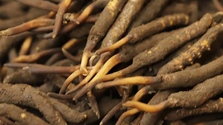 冬蟲夏草可以提高男性功能嗎？科學(xué)解析來了