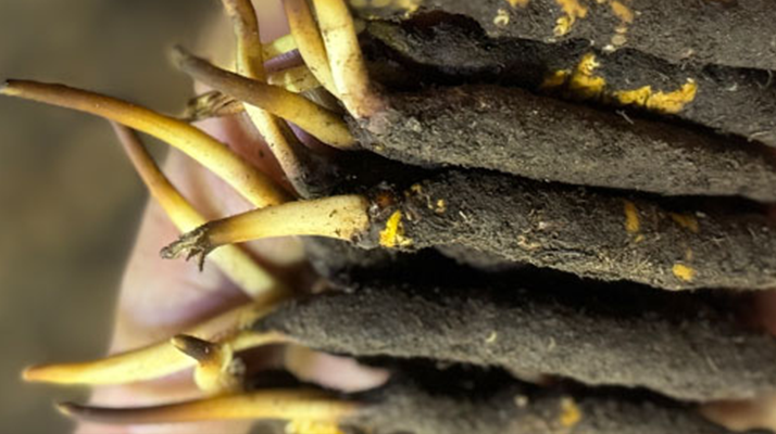 冬蟲夏草泡水喝，一次泡幾根最合適？