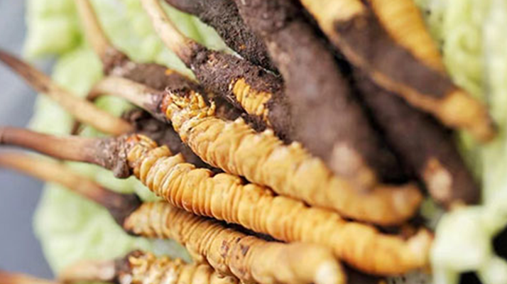 冰凍新鮮冬蟲夏草能吃嗎？