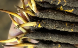 冬蟲夏草泡水喝，一次泡幾根最合適？