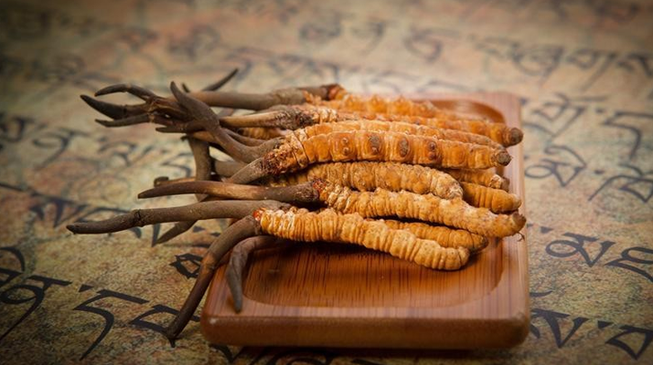 冬蟲夏草鮮草會上火嗎？科學解讀其食用特性