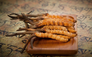 冬蟲夏草鮮草會上火嗎？科學解讀其食用特性