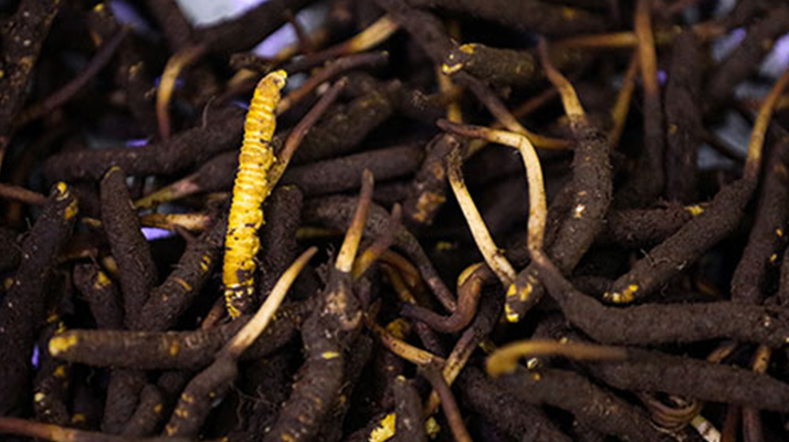 吃新鮮冬蟲(chóng)夏草會(huì)過(guò)敏嗎？一文為你揭秘