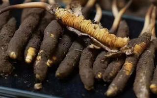 藏地鮮草與冬蟲夏草的區(qū)別解析