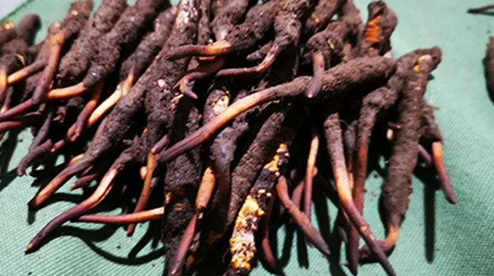 新鮮冬蟲夏草哪里買？全渠道選購指南