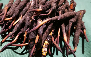 新鮮冬蟲夏草哪里買？全渠道選購指南