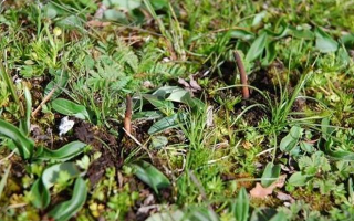 冬蟲夏草鮮草的 “限時(shí)登場(chǎng)”