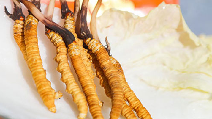 冬蟲夏草鮮草一般哪里有？多渠道獲取指南