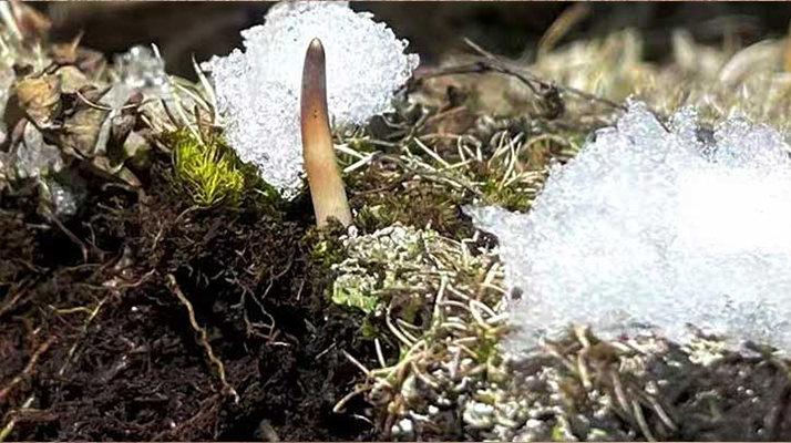 冰鮮的冬蟲夏草還能吃嗎？一文讀懂食用真相? ? ? ?