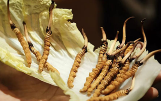 冬蟲夏草鮮草如何吃最好？解鎖營(yíng)養(yǎng)與美味的黃金吃法