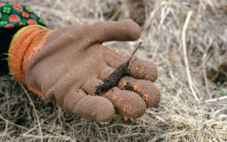 探秘純野生新鮮飽滿冬蟲夏草：自然饋贈的滋補瑰寶
