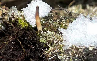 冰鮮的冬蟲夏草還能吃嗎？一文讀懂食用真相? ? ? ?