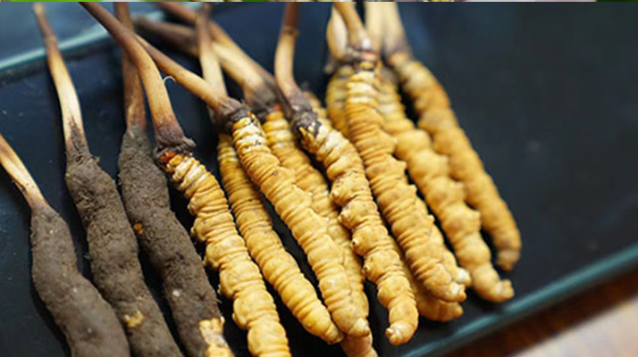 鮮冬蟲夏草什么季節(jié)最好？滋補(bǔ)時(shí)機(jī)大揭秘