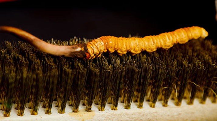 鮮冬蟲夏草什么口感最好？探尋舌尖上的滋補(bǔ)美味? ? ? ?