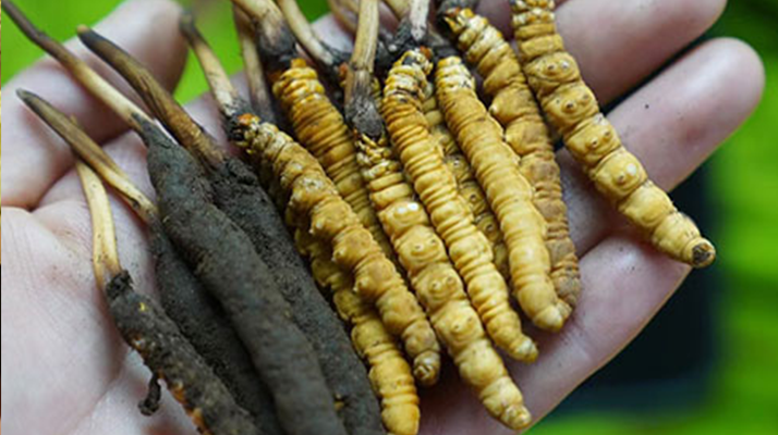 鮮冬蟲夏草如何打粉末保存？實(shí)用指南來了