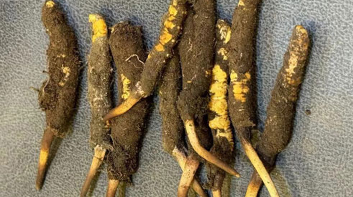 野生冬蟲夏草一斤多少錢？多維度價格解析