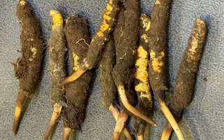 野生冬蟲(chóng)夏草一斤多少錢？多維度價(jià)格解析