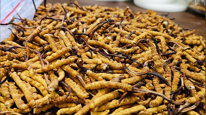 <a href=http://www.cyts-zx.com/ target=_blank class=infotextkey>冬蟲(chóng)夏草</a>市場(chǎng)價(jià)格解碼：從黃金克價(jià)到價(jià)值迷霧