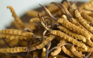 ??冬蟲夏草什么人不能吃？這5類人群需謹(jǐn)慎?