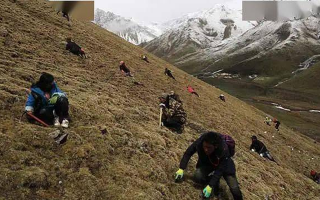 冬蟲(chóng)夏草都是野生的嗎？探尋其生長(zhǎng)的奧秘