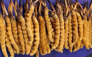 野生冬蟲夏草價格多少一斤？市場行情與價格影響因素解析