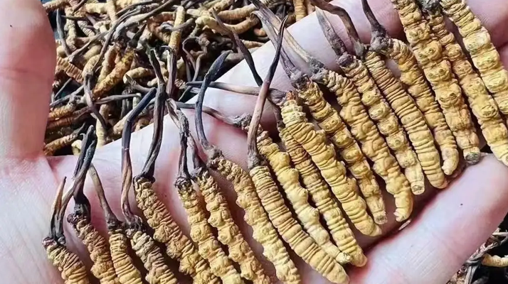 冬蟲夏草的藥用價(jià)值:傳統(tǒng)智慧與現(xiàn)代科學(xué)的雙重印證?