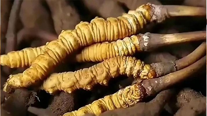 生嚼鮮冬蟲(chóng)夏草能吃嗎？科學(xué)解析食用方式