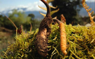 如何挑選新鮮冬蟲夏草？掌握這幾個關(guān)鍵要點