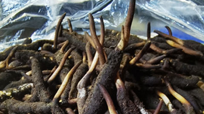 <a href=http://www.cyts-zx.com/xinxian/ target=_blank class=infotextkey>新<a href=http://www.cyts-zx.com/xinxian/ target=_blank class=infotextkey>鮮冬蟲夏草</a></a>的正確清洗方法