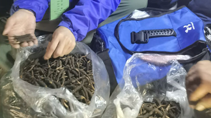 <a href=http://www.cyts-zx.com/xinxian/ target=_blank class=infotextkey>新<a href=http://www.cyts-zx.com/xinxian/ target=_blank class=infotextkey>鮮冬蟲(chóng)夏草</a></a>的正確食用指南