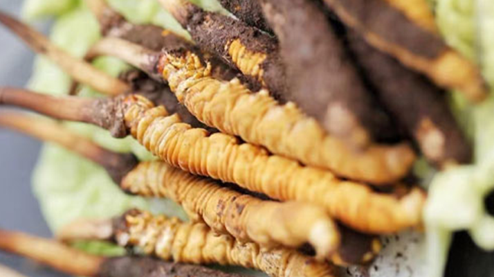 冬蟲夏草的功效解析:從傳統(tǒng)智慧到現(xiàn)代科學(xué)的雙重印證