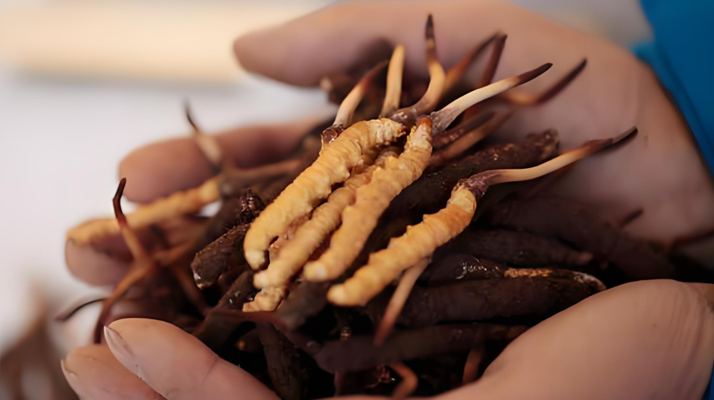 小孩可以喝冬蟲夏草嗎？科學(xué)看待兒童滋補(bǔ)問題