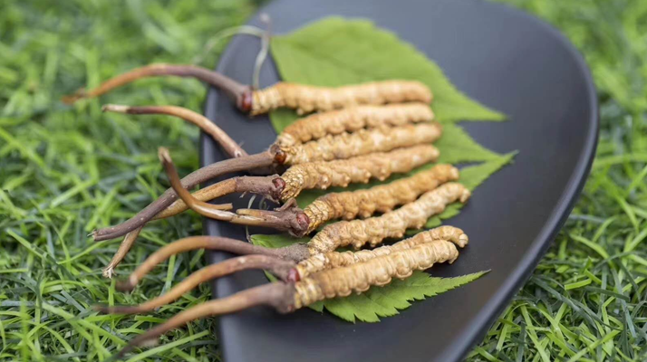 新鮮松茸冬蟲夏草怎么吃？滋補(bǔ)雙珍的美味搭配指南