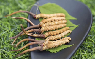 新鮮松茸冬蟲夏草怎么吃？滋補(bǔ)雙珍的美味搭配指南