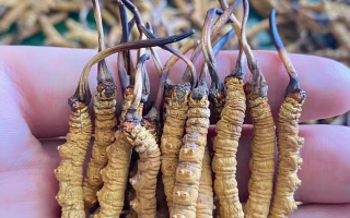 “比挖蟲草更重要的是保護草地！”——走進青藏高原冬蟲夏草采挖季