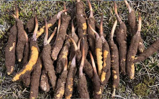 一根鮮冬蟲夏草多少克？多因素決定重量差異