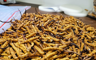 一根冬蟲(chóng)夏草多少錢(qián)？解密單根蟲(chóng)草的價(jià)格玄機(jī)