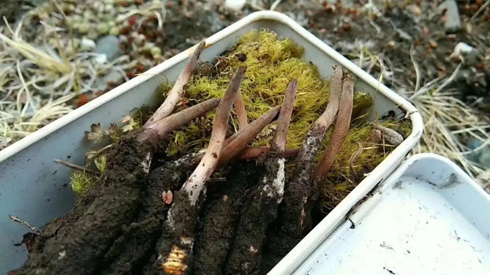 鮮冬蟲夏草好壞鑒別指南:6 大核心挑選技巧