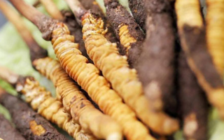 水煮鮮冬蟲夏草的最佳方法：鎖住營(yíng)養(yǎng)的科學(xué)烹煮指南