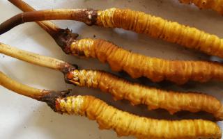 冬蟲夏草燉鮮鮑排骨湯：秋冬滋補的養(yǎng)生佳品