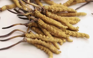 冬蟲夏草的真實(shí)形成過程