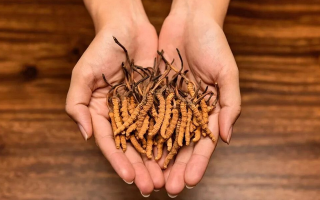 去哪里買真冬蟲夏草？揭秘正品蟲草的可靠購買渠道