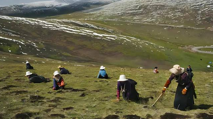 西藏鮮冬蟲夏草<a href=http://www.cyts-zx.com/ target=_blank class=infotextkey><a href=http://www.cyts-zx.com/s/nqcc/ target=_blank class=infotextkey>那曲蟲草</a></a>