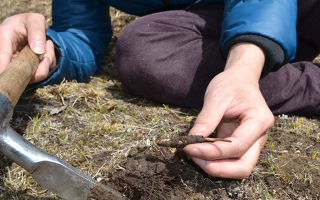 野生冬蟲夏草如何采收