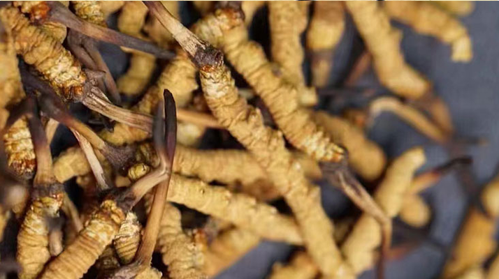 正宗<a href=http://www.cyts-zx.com/jiage/ target=_blank class=infotextkey>冬蟲夏草多少錢</a>一克